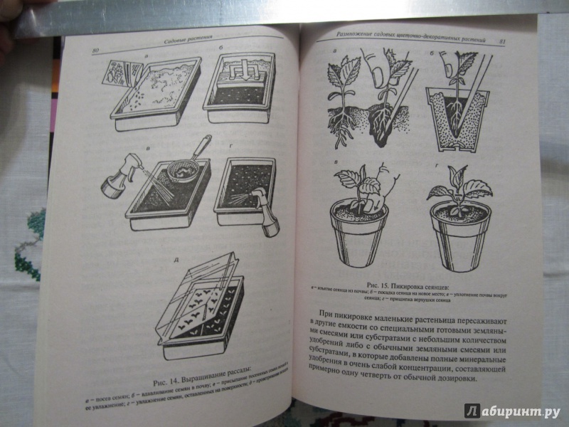 Иллюстрация 4 из 13 для Приусадебное цветоводство. Садовые растения | Лабиринт - книги. Источник: A. Fragaria