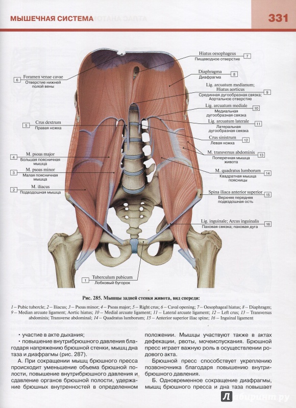 Иллюстрация 10 из 23 для Атлас анатомии человека. В 3-х томах. Том 1. Учебное пособие - Билич, Николенко | Лабиринт - книги. Источник: Andrey29