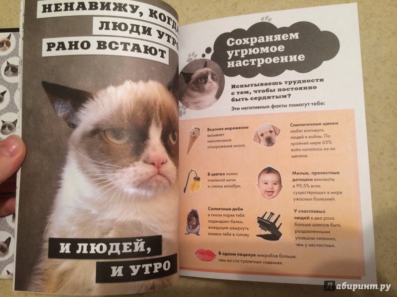 Иллюстрация 15 из 20 для Grumpy Cat. Сердитая книга от самой сердитой кошки в мире | Лабиринт - книги. Источник: terramisu