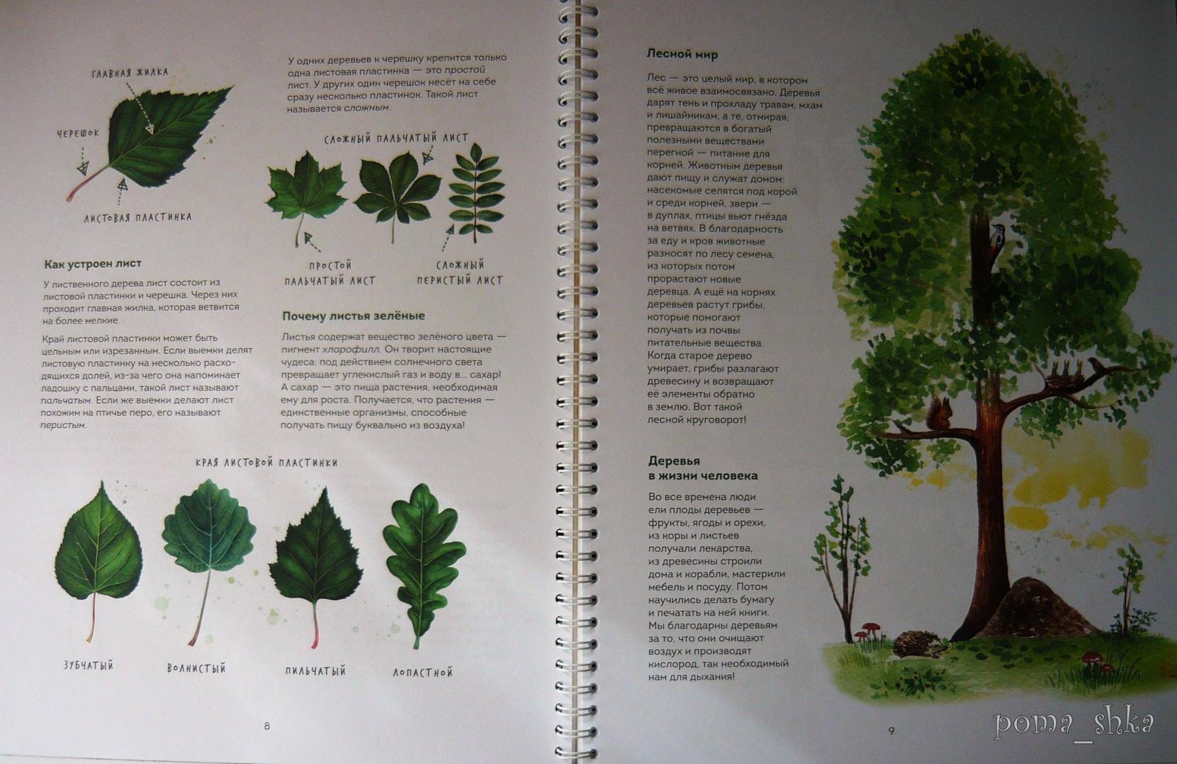 Иллюстрация 72 из 126 для Мой гербарий. Листья деревьев - Анна Васильева | Лабиринт - книги. Источник: Ромашка:-)