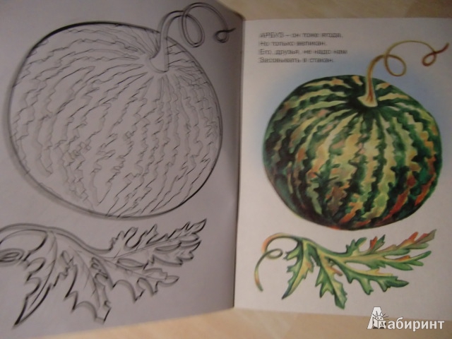 Иллюстрация 9 из 12 для Грибы и ягоды - Юрий Чичев | Лабиринт - книги. Источник: Лимпи