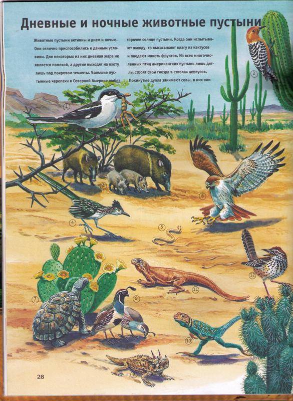 Иллюстрация 10 из 11 для Пустыни - Гаральд Ланге | Лабиринт - книги. Источник: In@