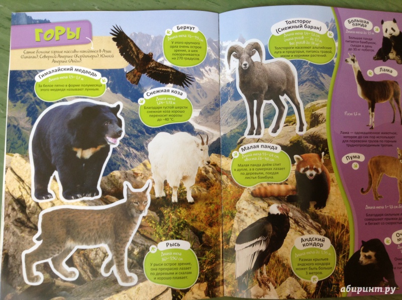 Иллюстрация 8 из 10 для Зоопарк | Лабиринт - книги. Источник: Mila_situlya