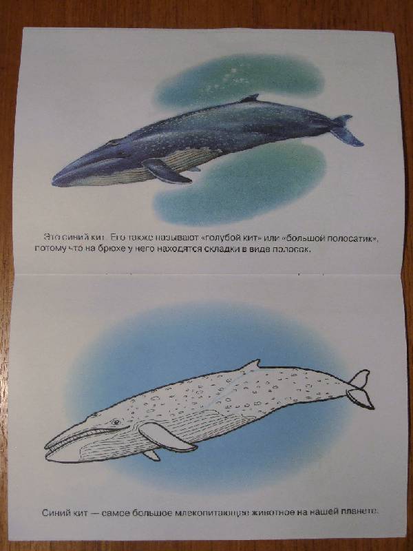 Иллюстрация 23 из 23 для Раскраска. Животные Арктики и Антарктики. | Лабиринт - книги. Источник: Polly