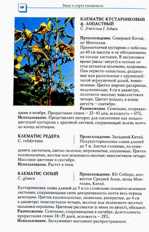 Иллюстрация 26 из 26 для Клематисы - Донюшкина, Зубкова | Лабиринт - книги. Источник: Panterra