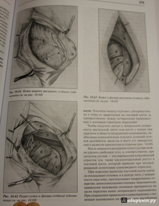 Иллюстрация 18 из 18 для Оперативная хирургия собак и кошек - Шебиц, Брасс | Лабиринт - книги. Источник: Першина  Виктория Юрьевна