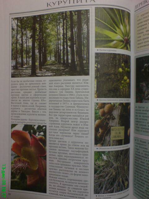 Иллюстрация 8 из 22 для Все о самых удивительных растениях - Неер Ян Ван дер | Лабиринт - книги. Источник: bhf