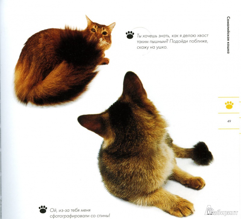 Иллюстрация 3 из 14 для Кошки. Само обаяние | Лабиринт - книги. Источник: Кулагина  Марина Михайловна