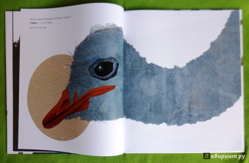 Иллюстрация 49 из 84 для Сравни! Животные в натуральную величину - Стив Дженкинс | Лабиринт - книги. Источник: reader*s