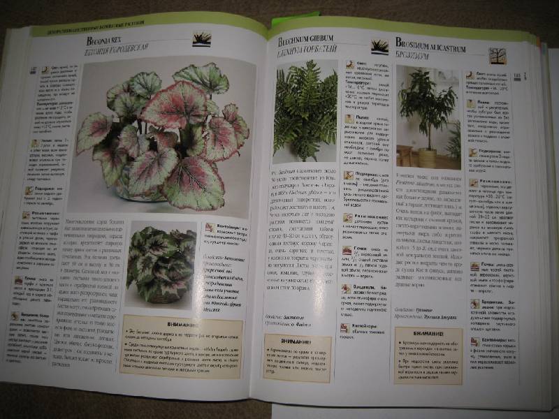 Иллюстрация 15 из 15 для Декоративные растения от А до Я: Дом, балкон, сад | Лабиринт - книги. Источник: Нателла