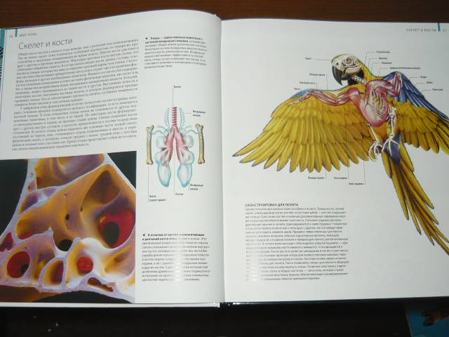 Иллюстрация 8 из 63 для Птицы - Джоанна Бургер | Лабиринт - книги. Источник: Ромашка:-)