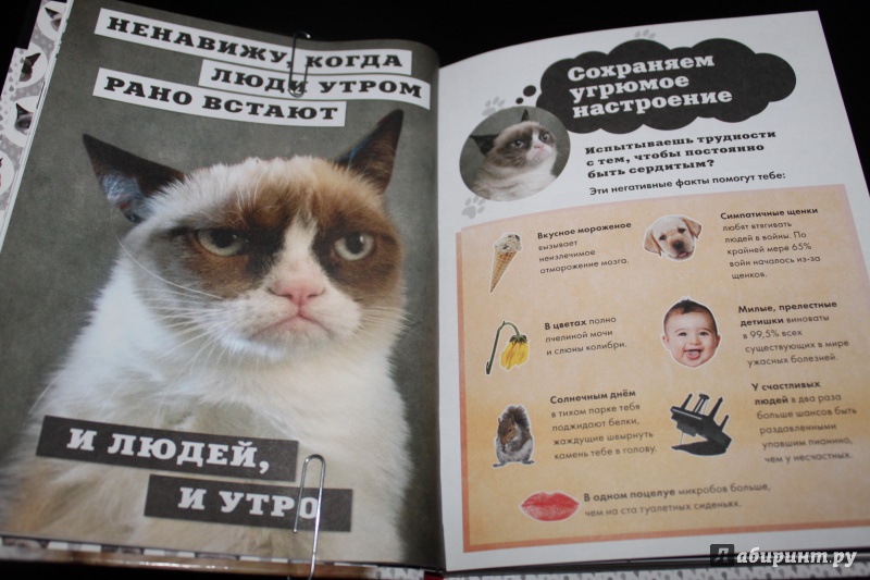 Иллюстрация 8 из 20 для Grumpy Cat. Сердитая книга от самой сердитой кошки в мире | Лабиринт - книги. Источник: Наталья Бадьина