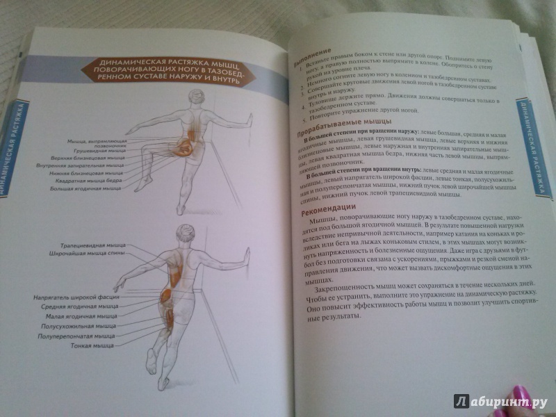 Иллюстрация 28 из 73 для Анатомия упражнений на растяжку - Нельсон, Кокконен | Лабиринт - книги. Источник: Анна