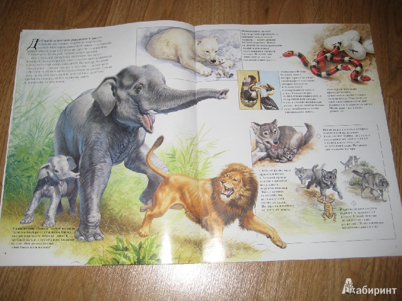 Иллюстрация 20 из 25 для Детеныши животных - Энн Элвуд | Лабиринт - книги. Источник: Макарова  Елена