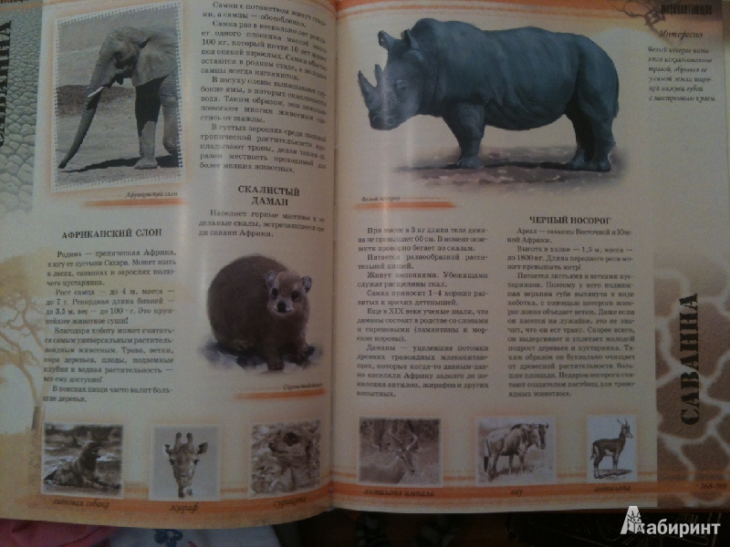 Иллюстрация 3 из 4 для Мир животных - Цеханская, Стрелков | Лабиринт - книги. Источник: Kwazzy