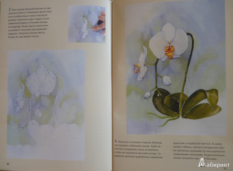 Иллюстрация 6 из 8 для Рисуем цветы (акварель) - Кирси Цюльке | Лабиринт - книги. Источник: lemour