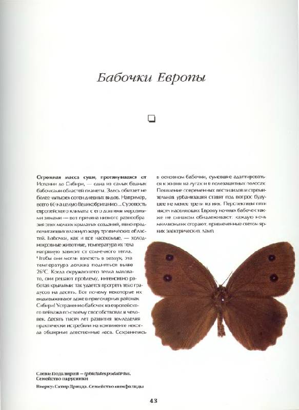 Иллюстрация 4 из 12 для Бабочки мира. Издание 2-е, стереотипное - Ален Эд | Лабиринт - книги. Источник: Анна Викторовна