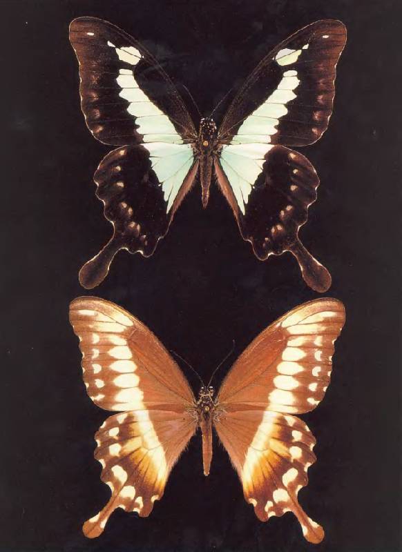Иллюстрация 2 из 12 для Бабочки мира. Издание 2-е, стереотипное - Ален Эд | Лабиринт - книги. Источник: Анна Викторовна