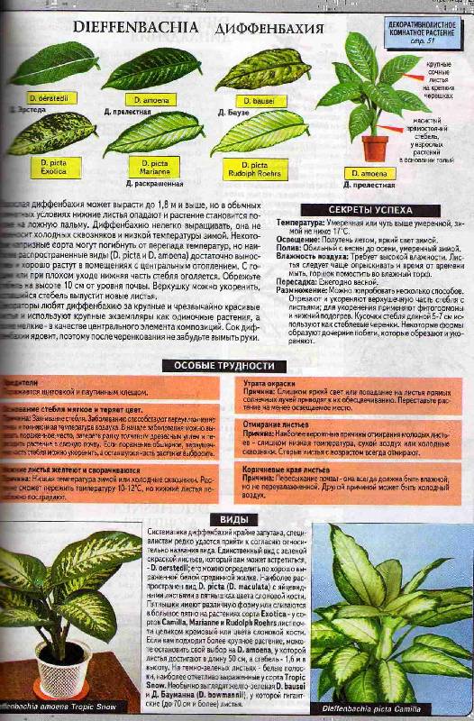 Иллюстрация 10 из 22 для Все о комнатных растениях - Дэвид Хессайон | Лабиринт - книги. Источник: С  М В