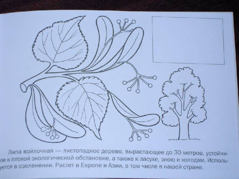 Иллюстрация 9 из 12 для Мои первые уроки. Деревья и листья | Лабиринт - книги. Источник: Iwolga