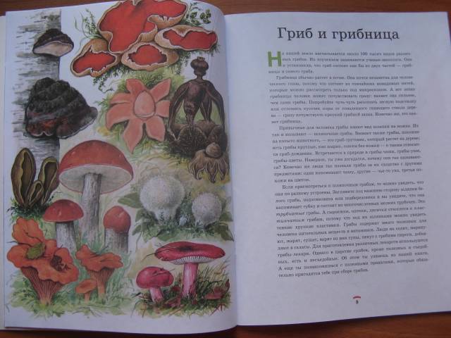 Иллюстрация 4 из 35 для Царство грибов: книга для чтения детям - Лидия Гарибова | Лабиринт - книги. Источник: varta