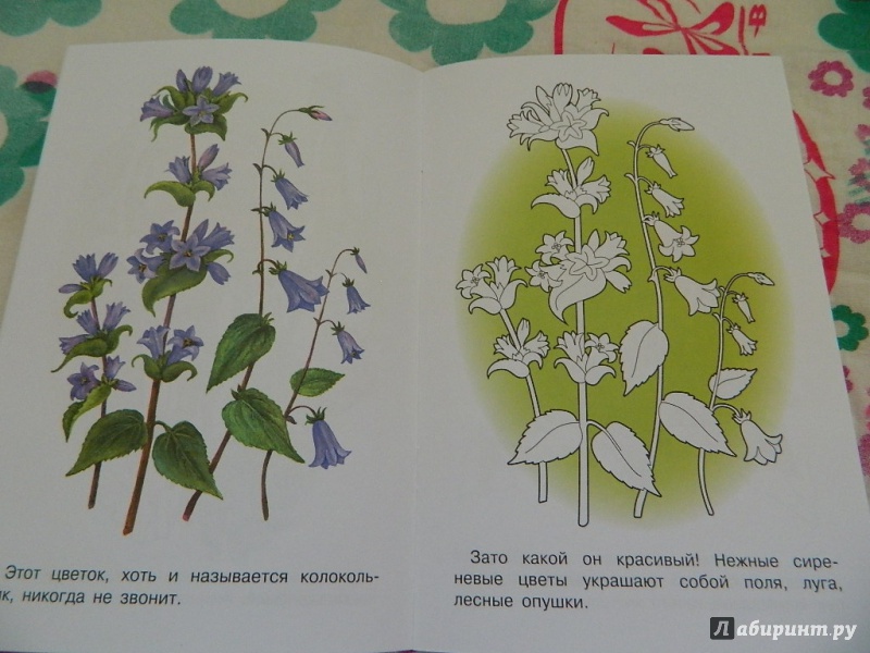 Иллюстрация 16 из 21 для Раскраска "Лесные и полевые цветы" | Лабиринт - книги. Источник: Nnatalek
