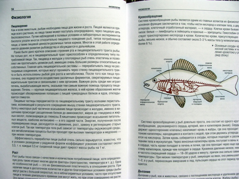 Иллюстрация 6 из 15 для Атлас рыб. Определитель пресноводных видов Европы - Мэйтленд, Сиделева, Линсел | Лабиринт - книги. Источник: Мария Гуляева