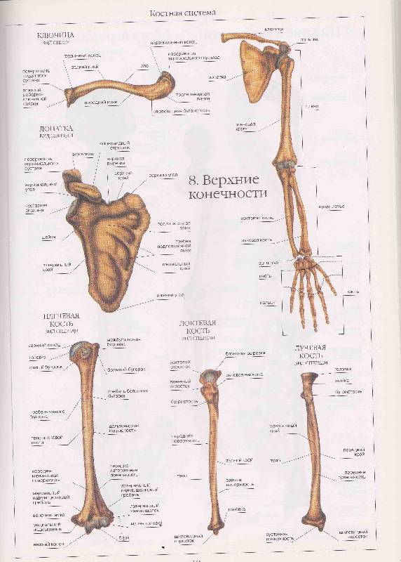 Иллюстрация 57 из 58 для Атлас анатомии человека | Лабиринт - книги. Источник: Суворова  Александра
