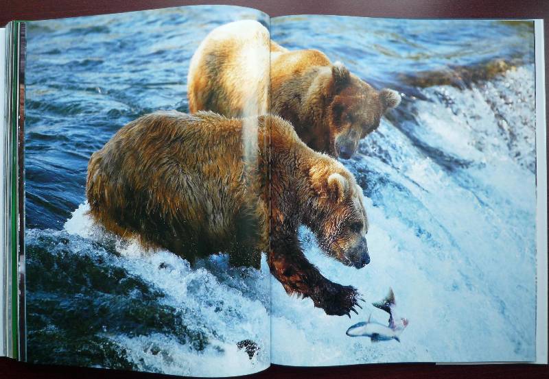 Иллюстрация 35 из 64 для Животные. Живая природа глазами фотографа - Стив Блум | Лабиринт - книги. Источник: Igra