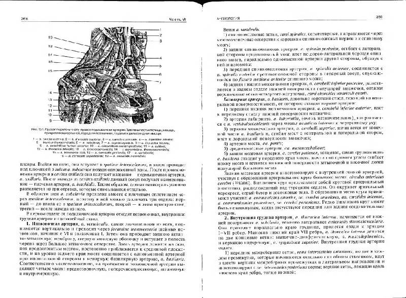 Иллюстрация 16 из 19 для Нормальная анатомия человека. В 2 томах. Том 2 - Иван Гайворонский | Лабиринт - книги. Источник: Юта