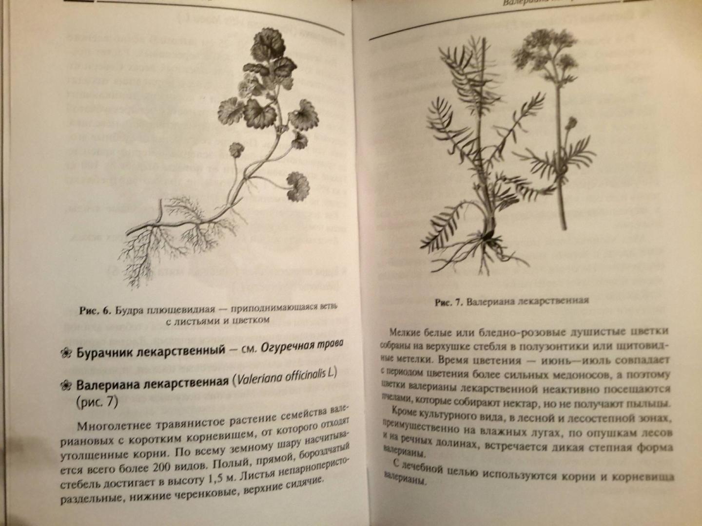Иллюстрация 21 из 26 для Растения-медоносы - Николай Юраш | Лабиринт - книги. Источник: Новикова  Марина