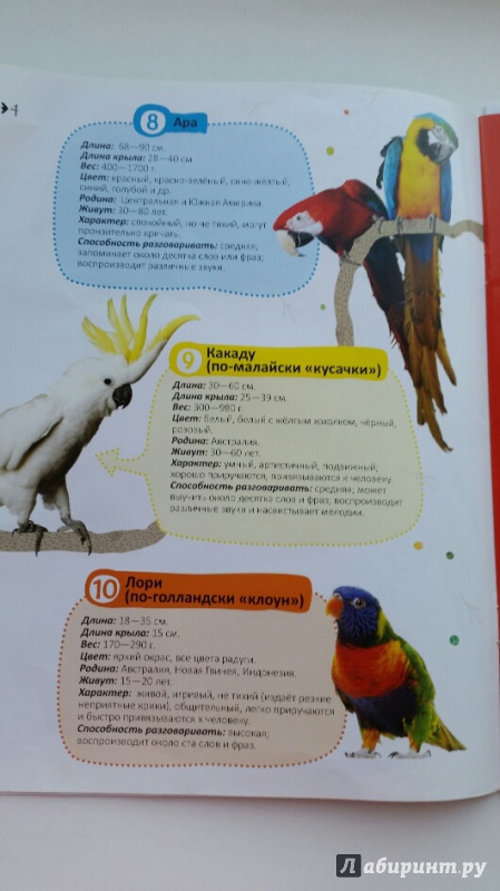 Иллюстрация 6 из 25 для Как дружить с попугайчиком | Лабиринт - книги. Источник: Плоникова  Светлана