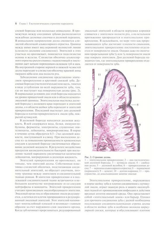 Иллюстрация 13 из 30 для Терапевтическая стоматология. Учебник в 3-х частях. Часть 2. Болезни пародонта - Барер, Лемецкая, Суражев | Лабиринт - книги. Источник: Ялина
