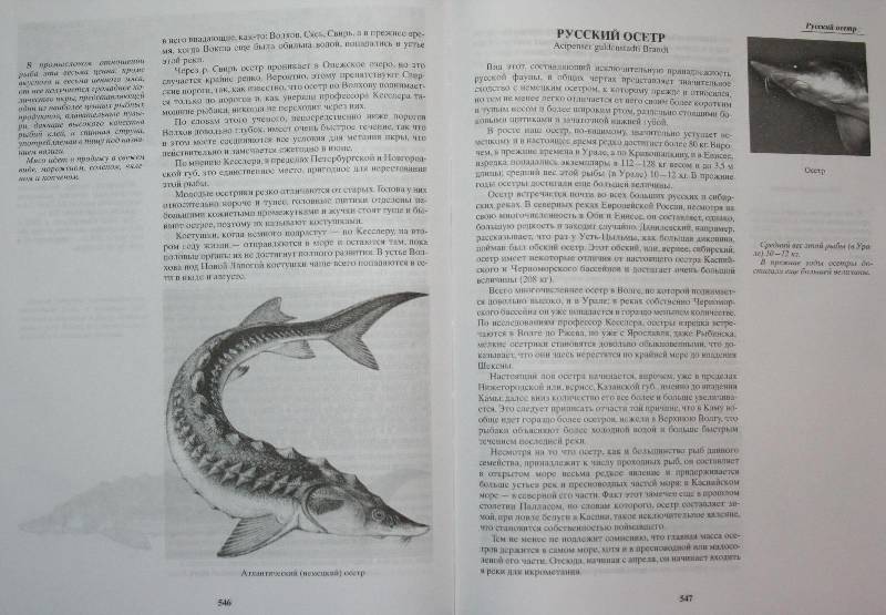 Иллюстрация 19 из 42 для Жизнь и ловля пресноводных рыб - Леонид Сабанеев | Лабиринт - книги. Источник: Aleni