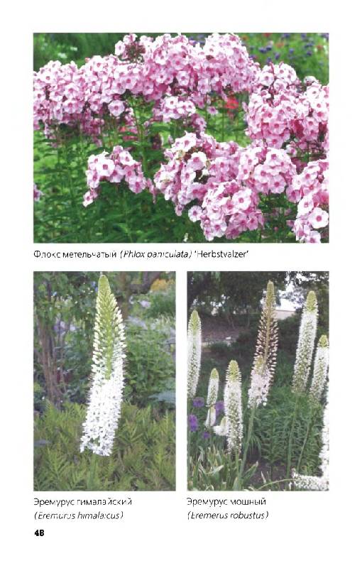 Иллюстрация 11 из 33 для Многолетние цветы в дизайне сада: Эффектные гиганты - Светлана Воронина | Лабиринт - книги. Источник: Юта