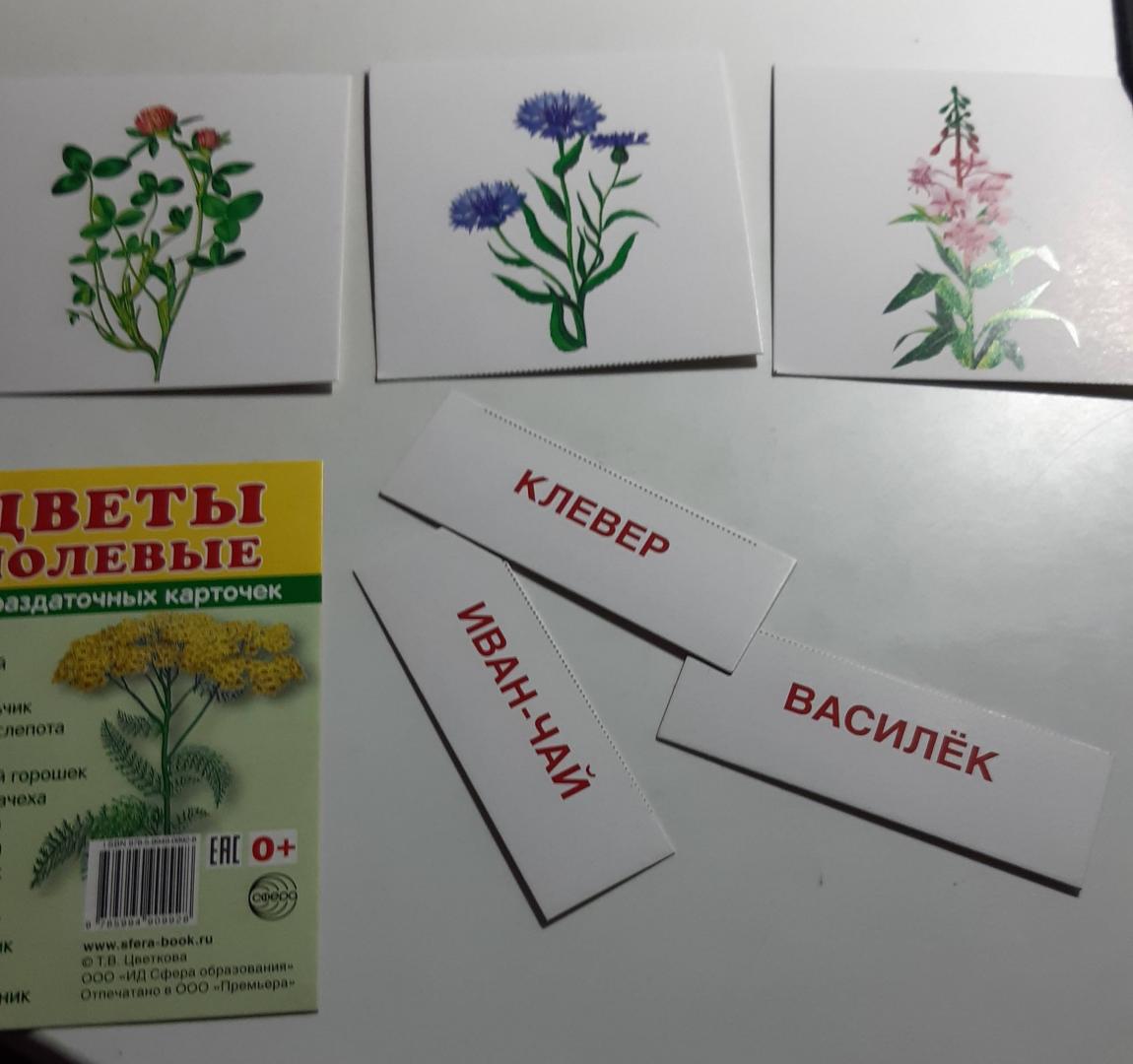 Иллюстрация 32 из 32 для Раздаточные карточки "Цветы полевые" (16 карточек) | Лабиринт - книги. Источник: Лабиринт