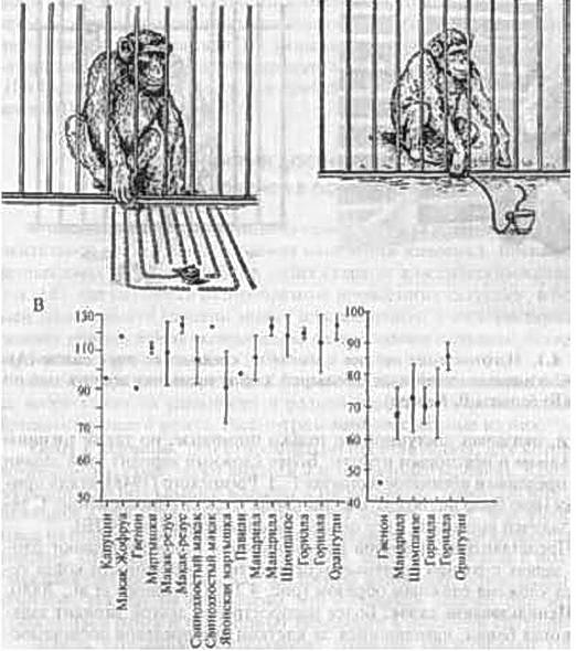 Иллюстрация 4 из 8 для Зоопсихология. Элементарное мышление животных - Зорина, Полетаева | Лабиринт - книги. Источник: Ялина
