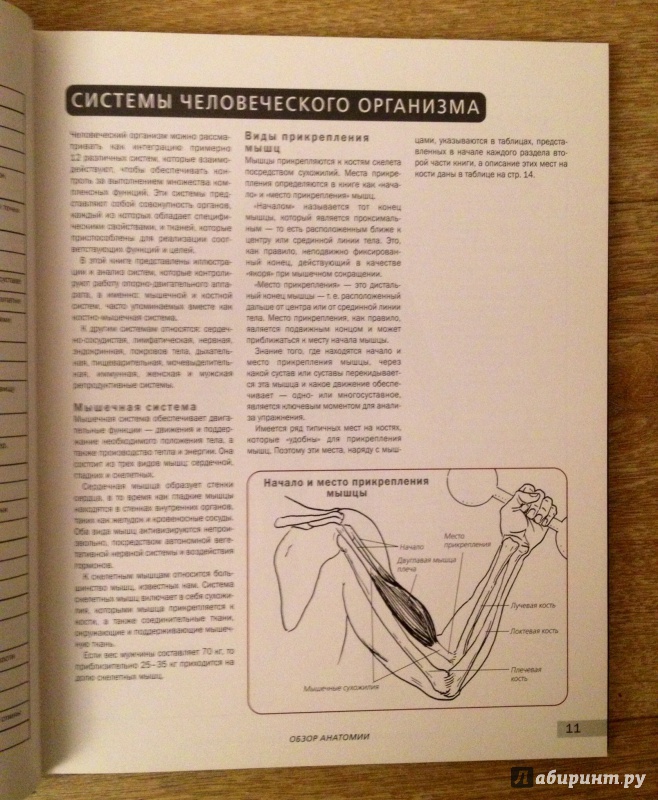Иллюстрация 15 из 20 для Атлас анатомии для силовых упражнений и фитнеса - Марк Велла | Лабиринт - книги. Источник: Forlani