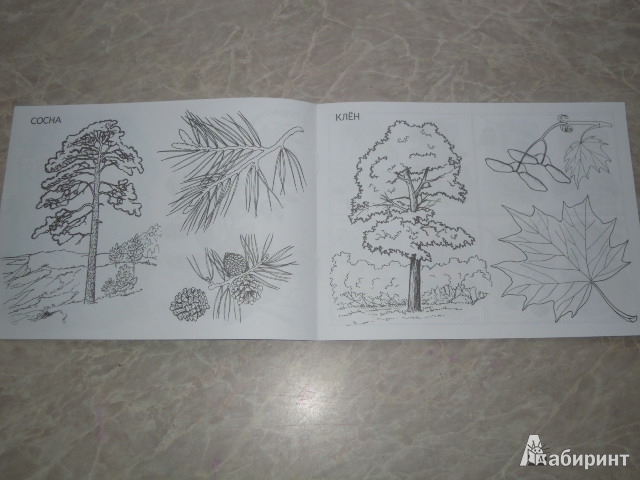 Иллюстрация 4 из 16 для Деревья, плоды, листья. Изучаем и раскрашиваем | Лабиринт - книги. Источник: Iwolga