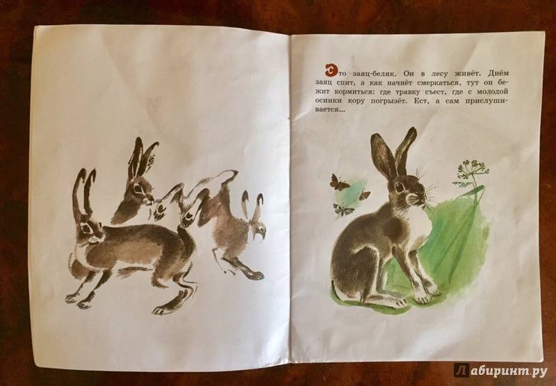 Иллюстрация 49 из 59 для Как заяц в лесу живёт - Вера Чаплина | Лабиринт - книги. Источник: Лащенова  Ксения Владимировна