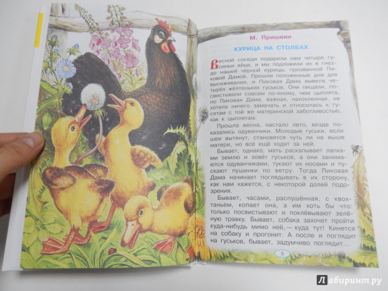 Иллюстрация 9 из 21 для Рассказы о природе - Бианки, Сладков, Пришвин | Лабиринт - книги. Источник: dbyyb