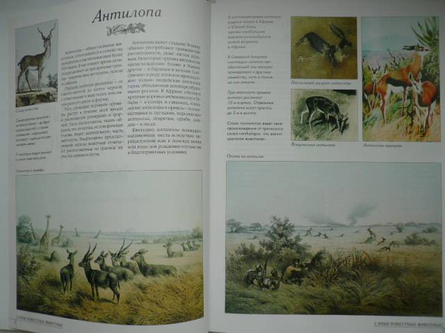 Иллюстрация 39 из 52 для Самые известные животные | Лабиринт - книги. Источник: Nadezhda_S