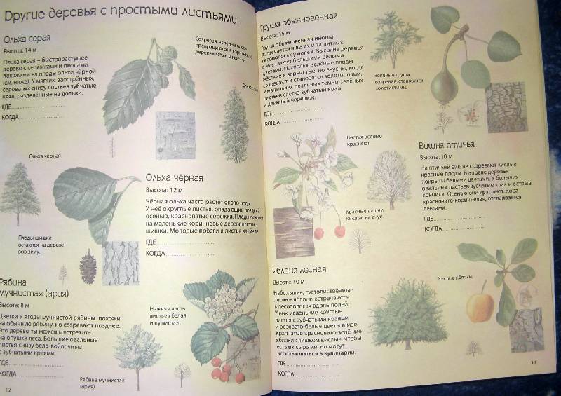Иллюстрация 3 из 11 для Деревья: Атлас с наклейками (100 наклеек) - Джейн Чисхольм | Лабиринт - книги. Источник: ilamtel