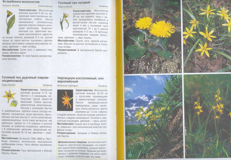 Иллюстрация 7 из 9 для Цветы желтые и синие - Бруно Кремер | Лабиринт - книги. Источник: Филиппова Ольга