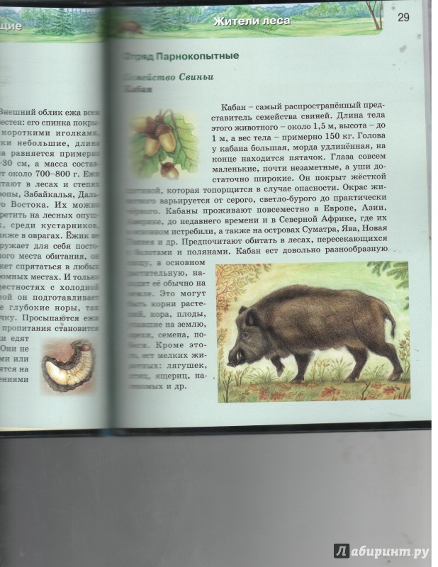 Иллюстрация 48 из 64 для Млекопитающие | Лабиринт - книги. Источник: Никед