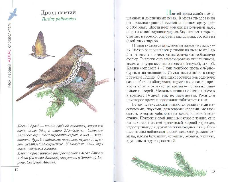 Иллюстрация 16 из 38 для Птицы леса - Бровкина, Сивоглазов | Лабиринт - книги. Источник: мамаОля