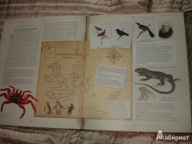 Иллюстрация 51 из 54 для Чарлз Дарвин и путешествие на "Бигле" - Твист, Вуд | Лабиринт - книги. Источник: Осьминожка