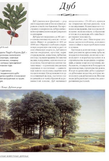 Иллюстрация 33 из 37 для Самые известные деревья. Иллюстрированная энциклопедия | Лабиринт - книги. Источник: Золотая рыбка