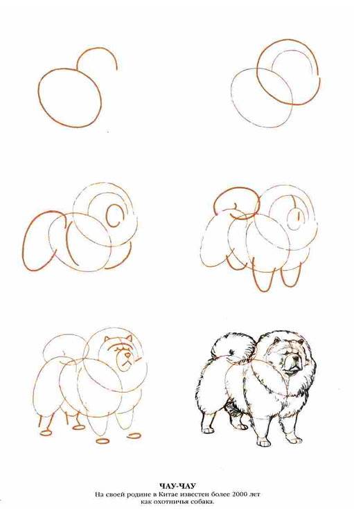 Иллюстрация 9 из 13 для Рисуем 50 собак - Ли Эймис | Лабиринт - книги. Источник: Спанч Боб