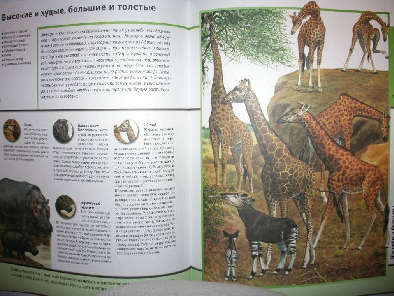 Иллюстрация 15 из 22 для Всемирная энциклопедия животных | Лабиринт - книги. Источник: Tiger.
